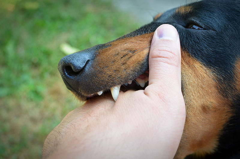 dog biting a hand